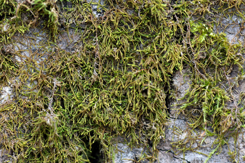 Lindbergia brachyptera